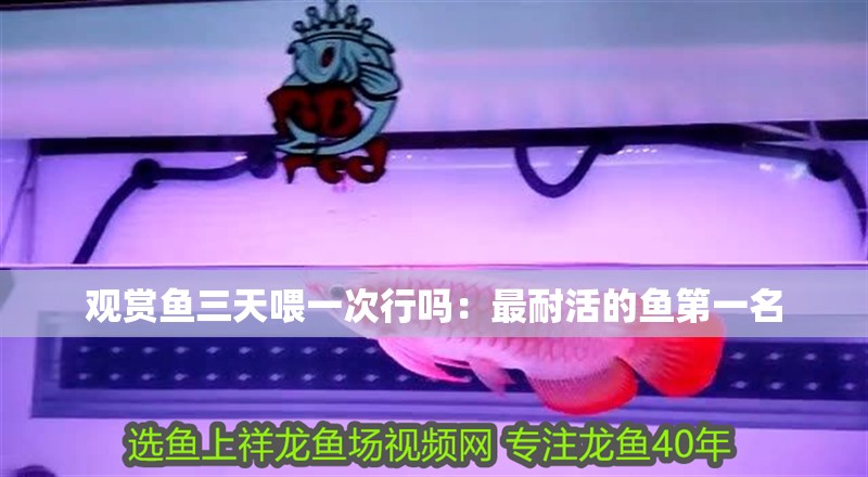 觀賞魚三天喂一次行嗎：最耐活的魚第一名