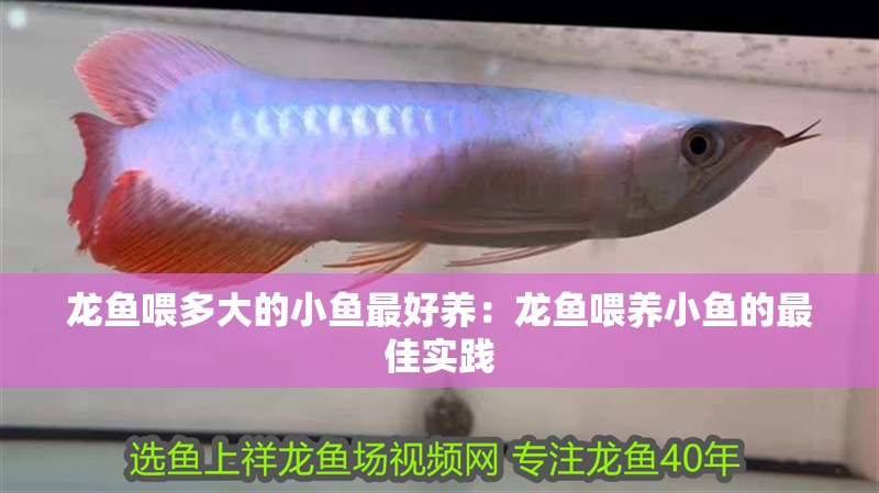龍魚喂多大的小魚最好養：龍魚喂養小魚的最佳實踐