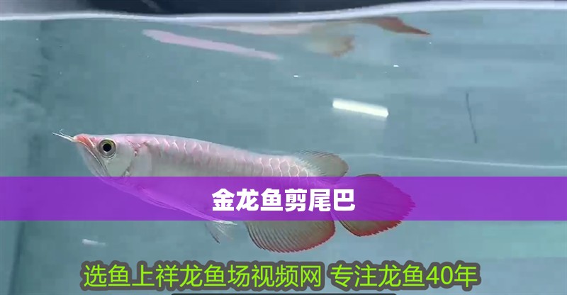 金龍魚剪尾巴