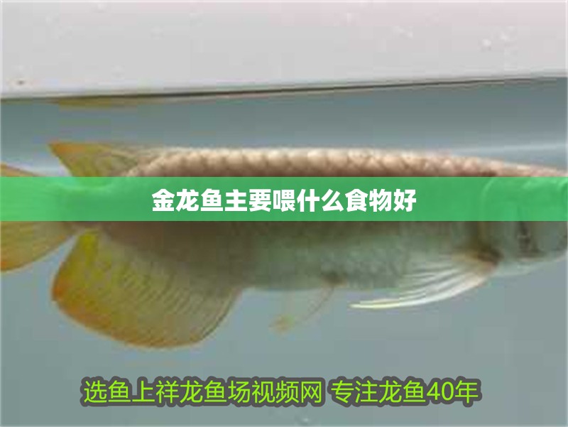 金龍魚主要喂什么食物好