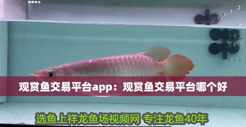 觀賞魚交易平臺(tái)app：觀賞魚交易平臺(tái)哪個(gè)好