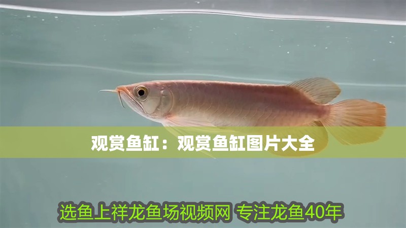 觀賞魚缸：觀賞魚缸圖片大全