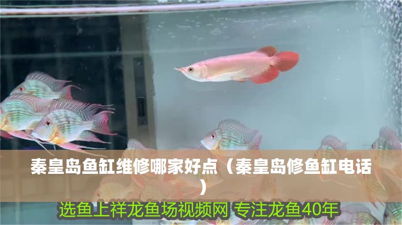 秦皇島魚缸維修哪家好點（秦皇島修魚缸電話）