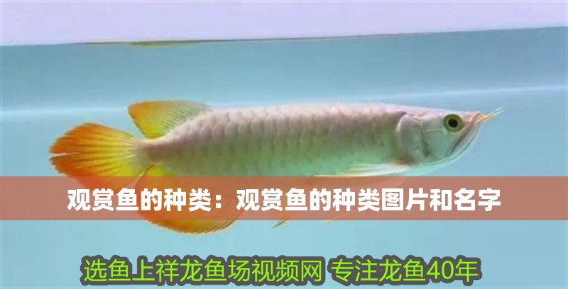 觀賞魚的種類：觀賞魚的種類圖片和名字