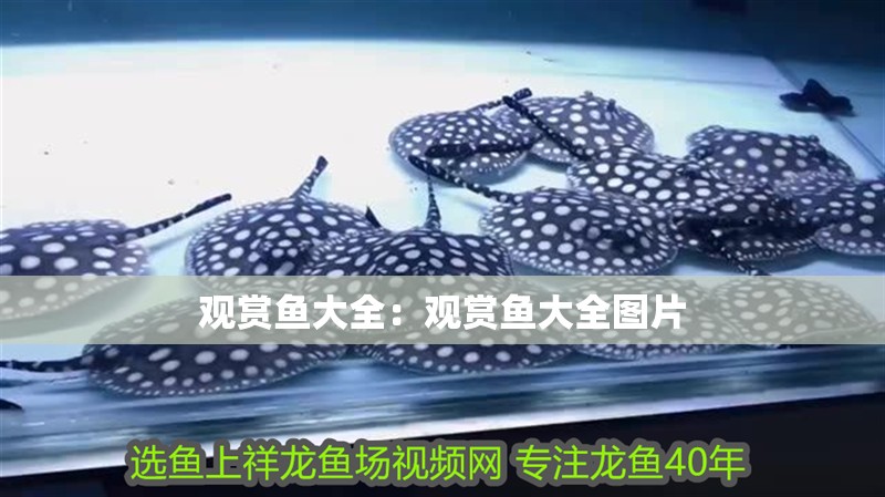 觀賞魚大全：觀賞魚大全圖片