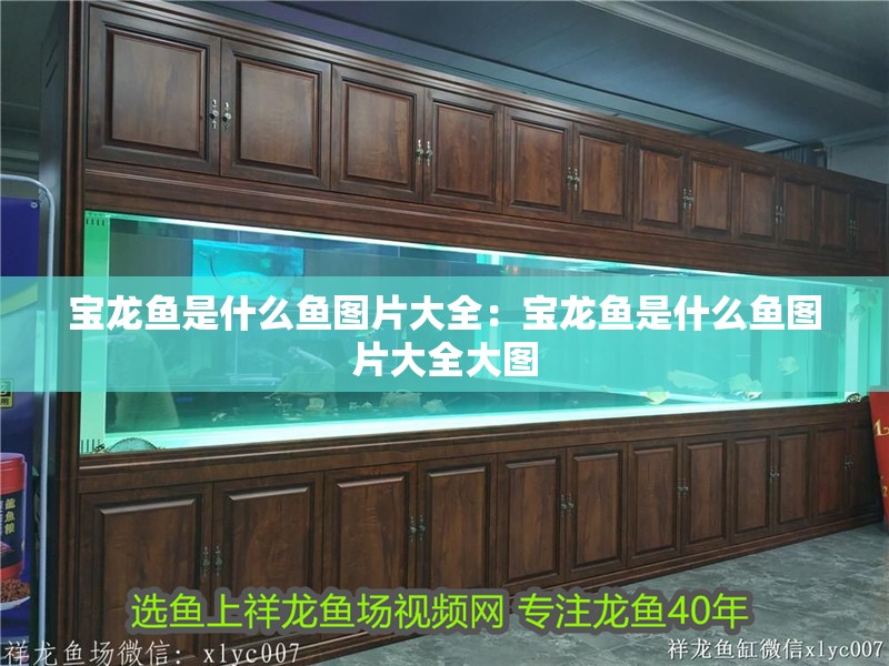 寶龍魚是什么魚圖片大全：寶龍魚是什么魚圖片大全大圖