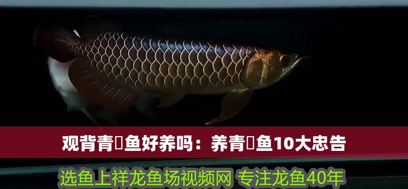 觀背青鳉魚好養(yǎng)嗎：養(yǎng)青鳉魚10大忠告