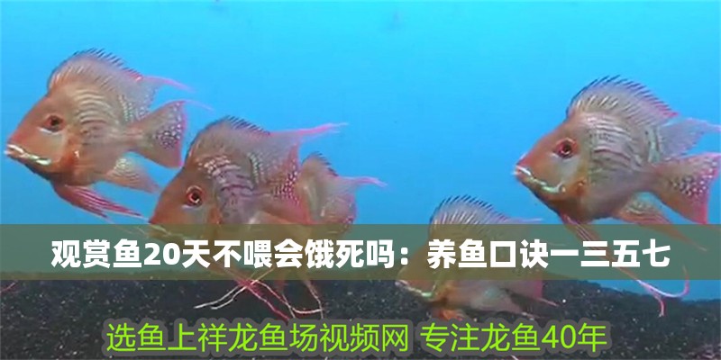 觀賞魚20天不喂會餓死嗎：養魚口訣一三五七