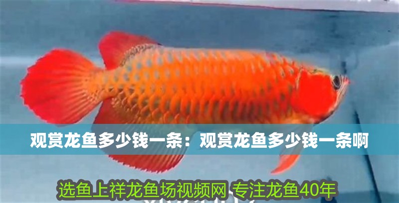 觀賞龍魚多少錢一條：觀賞龍魚多少錢一條啊