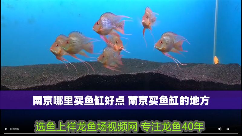 南京哪里買魚缸好點 南京買魚缸的地方