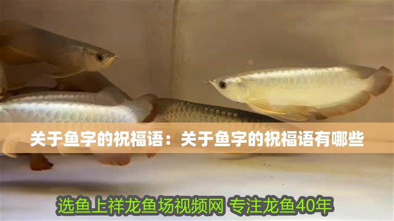 關于魚字的祝福語：關于魚字的祝福語有哪些