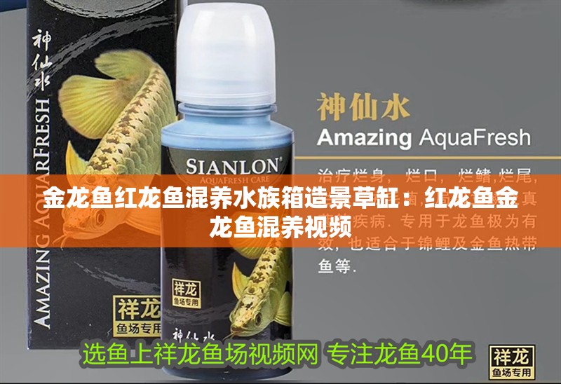 金龍魚紅龍魚混養水族箱造景草缸：紅龍魚金龍魚混養視頻