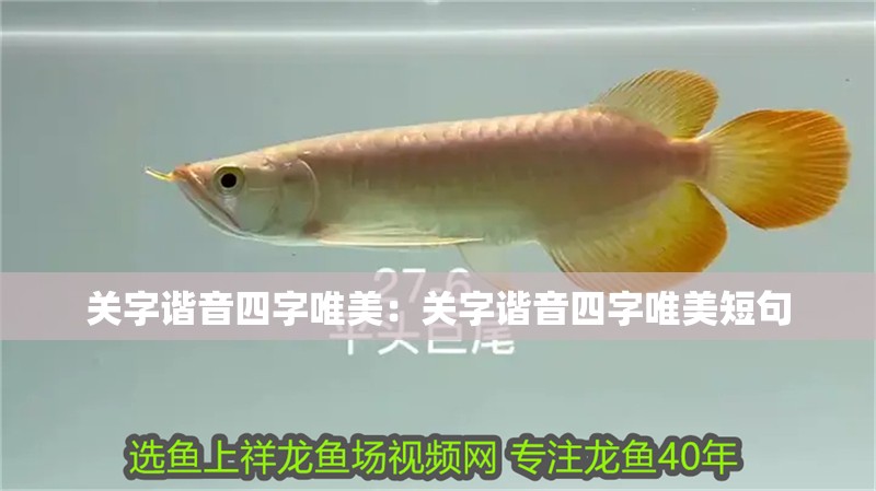 關字諧音四字唯美：關字諧音四字唯美短句
