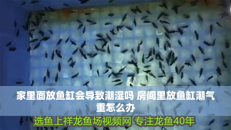 家里面放魚缸會導致潮濕嗎 房間里放魚缸潮氣重怎么辦