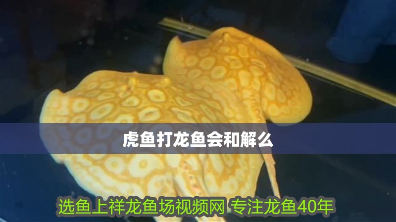 虎魚打龍魚會和解么