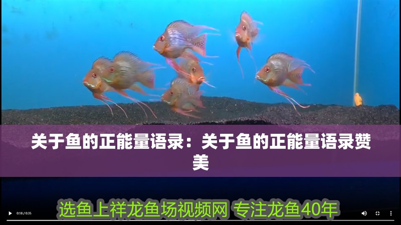 關于魚的正能量語錄：關于魚的正能量語錄贊美