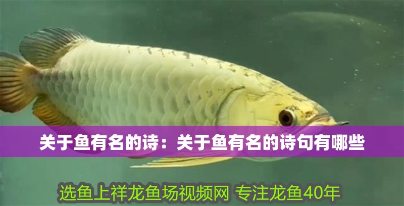 關于魚有名的詩：關于魚有名的詩句有哪些