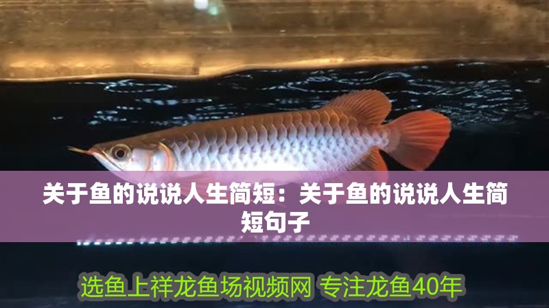 關于魚的說說人生簡短：關于魚的說說人生簡短句子