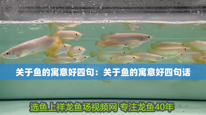 關于魚的寓意好四句：關于魚的寓意好四句話