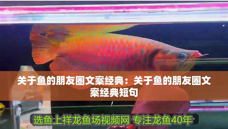 關于魚的朋友圈文案經典：關于魚的朋友圈文案經典短句