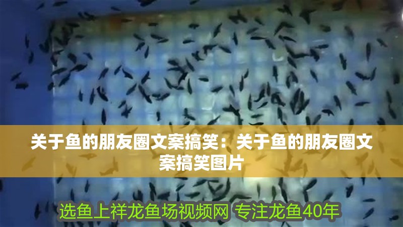 關于魚的朋友圈文案搞笑：關于魚的朋友圈文案搞笑圖片