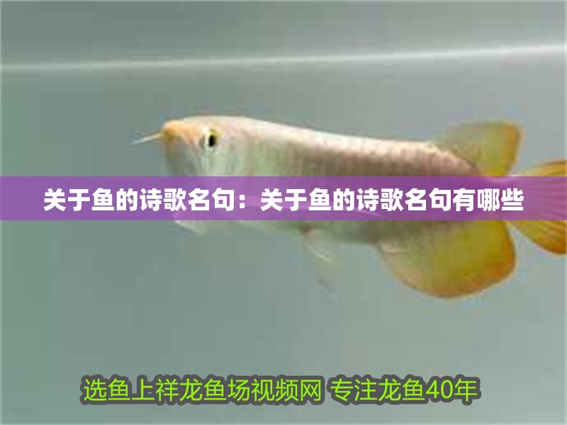 關(guān)于魚的詩歌名句：關(guān)于魚的詩歌名句有哪些