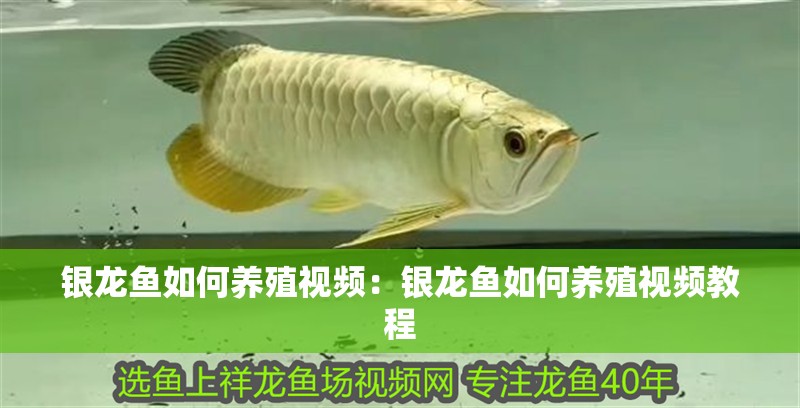 銀龍魚如何養殖視頻：銀龍魚如何養殖視頻教程