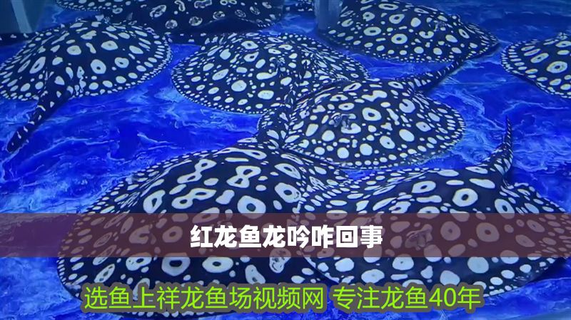 紅龍魚龍吟咋回事