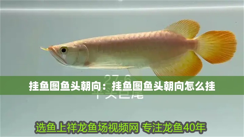 掛魚圖魚頭朝向：掛魚圖魚頭朝向怎么掛