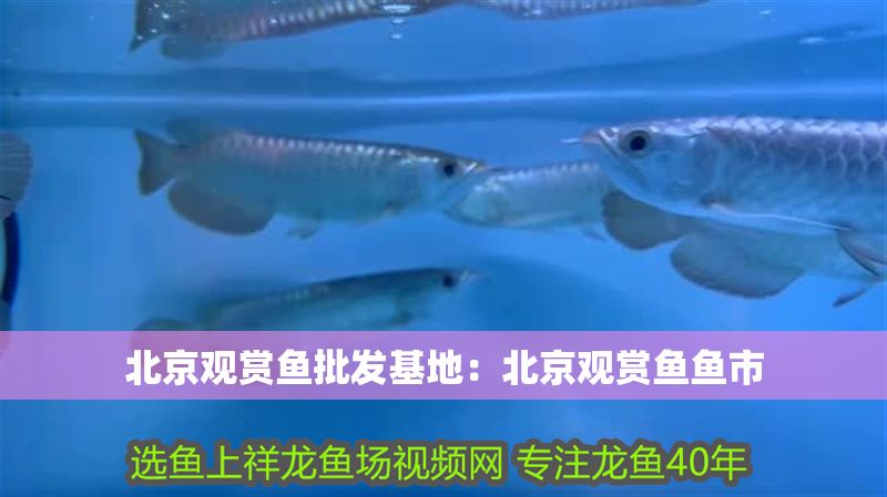北京觀賞魚批發基地：北京觀賞魚魚市 北京觀賞魚批發基地：北京觀賞魚魚市 龍魚百科 第1張