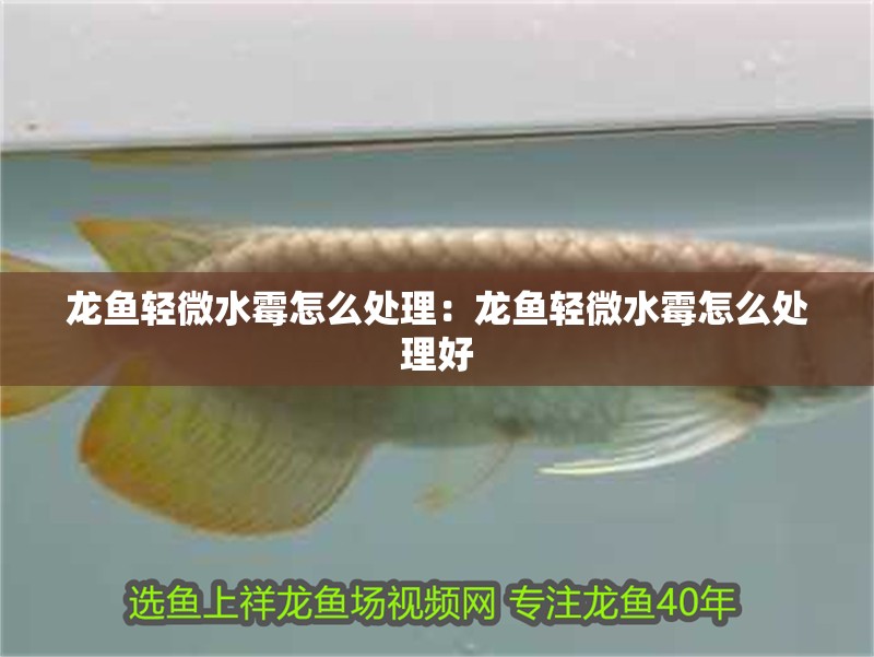 龍魚輕微水霉怎么處理：龍魚輕微水霉怎么處理好