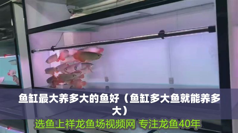 魚缸最大養(yǎng)多大的魚好（魚缸多大魚就能養(yǎng)多大）