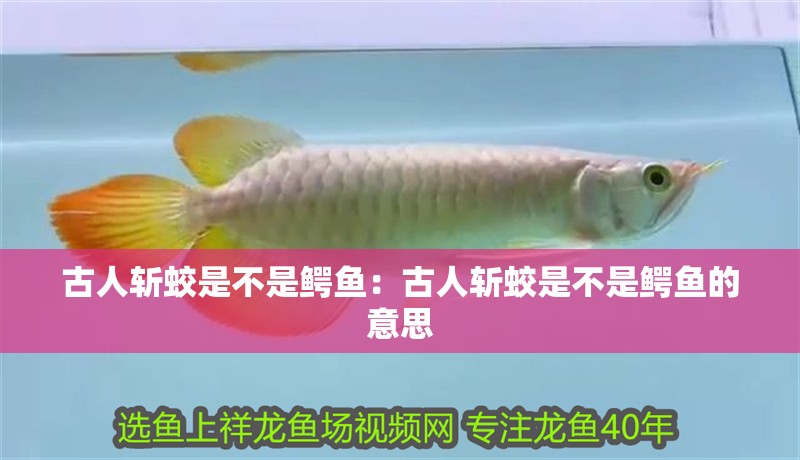 古人斬蛟是不是鱷魚：古人斬蛟是不是鱷魚的意思