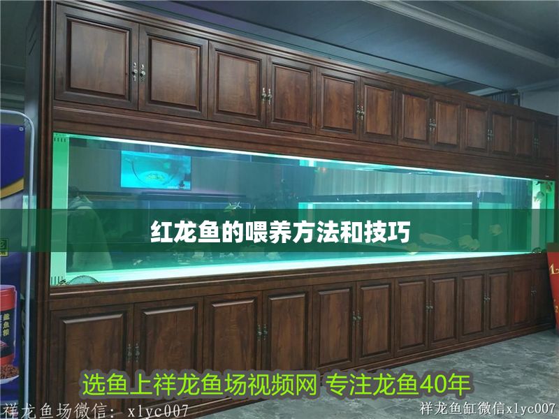 紅龍魚的喂養(yǎng)方法和技巧