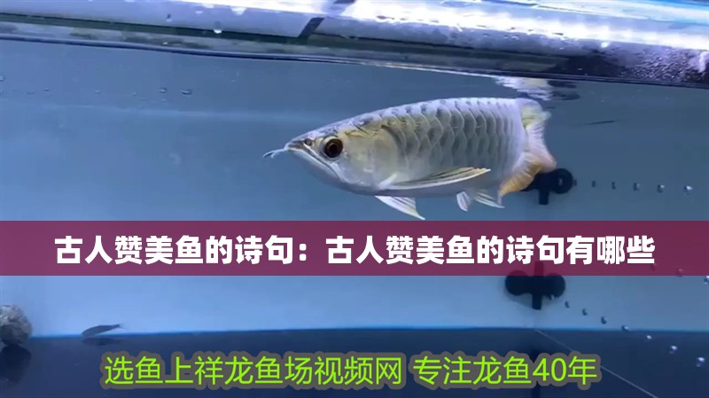 古人贊美魚的詩句：古人贊美魚的詩句有哪些