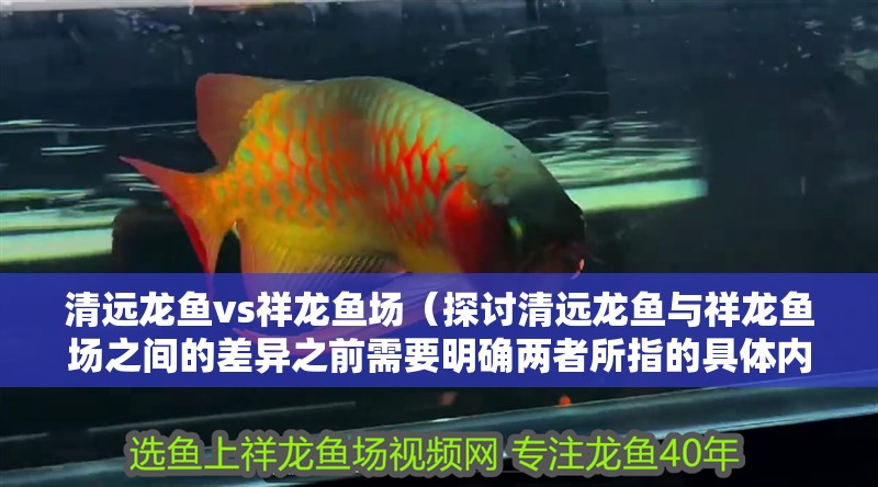 清遠龍魚vs祥龍魚場（探討清遠龍魚與祥龍魚場之間的差異之前需要明確兩者所指的具體內容）