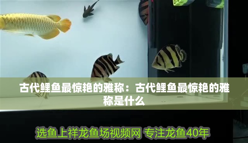 古代鯉魚最驚艷的雅稱：古代鯉魚最驚艷的雅稱是什么