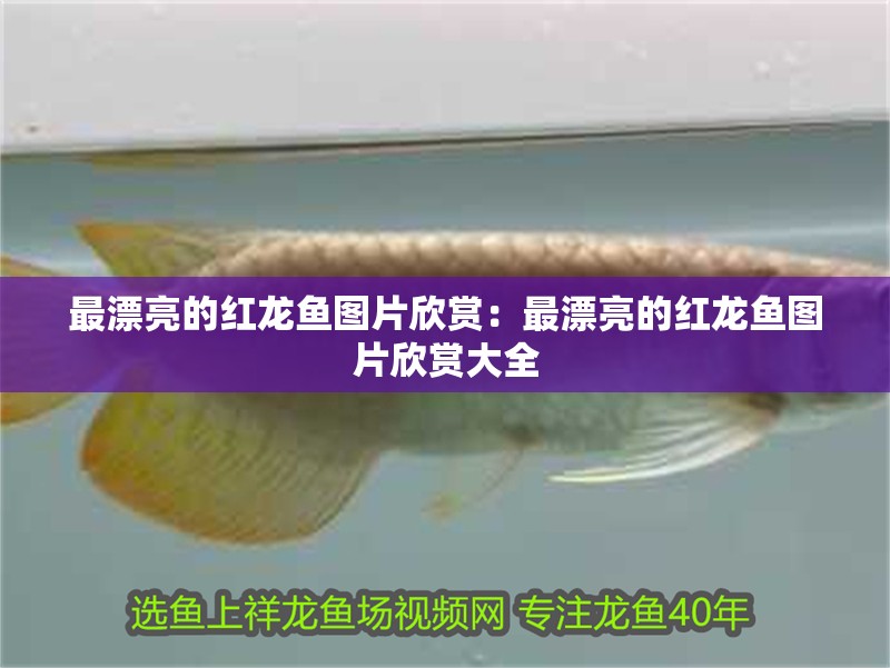 最漂亮的紅龍魚圖片欣賞：最漂亮的紅龍魚圖片欣賞大全