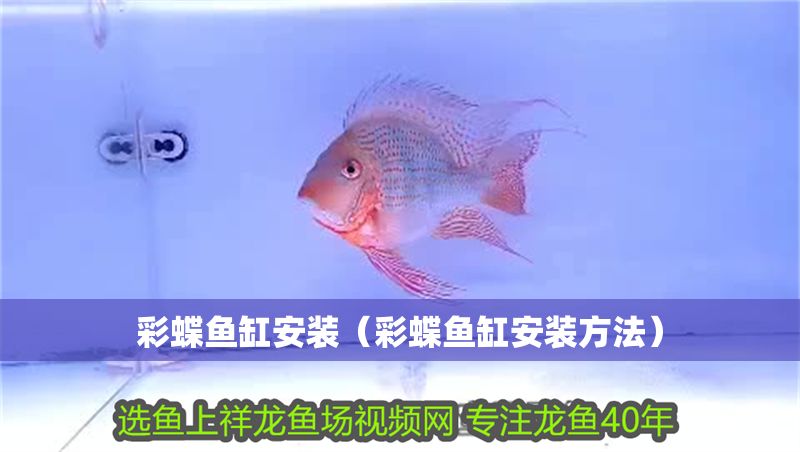 彩蝶魚缸安裝（彩蝶魚缸安裝方法）