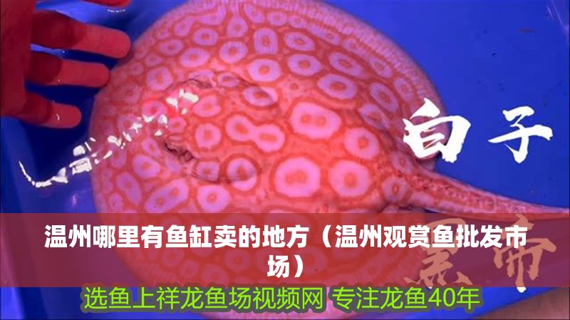 溫州哪里有魚缸賣的地方（溫州觀賞魚批發市場）