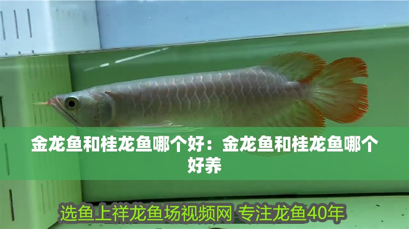 金龍魚和桂龍魚哪個好：金龍魚和桂龍魚哪個好養
