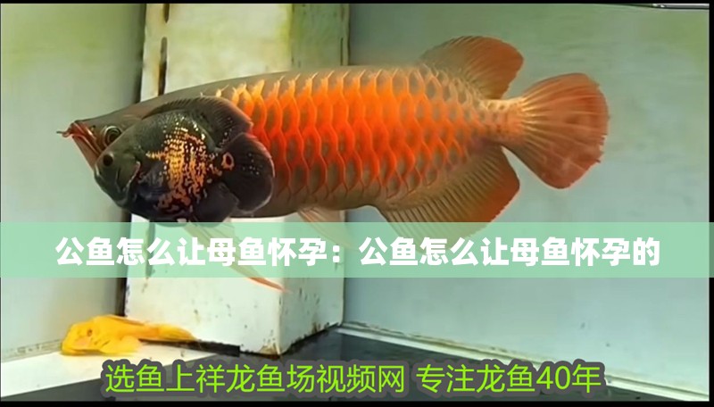 公魚怎么讓母魚懷孕：公魚怎么讓母魚懷孕的