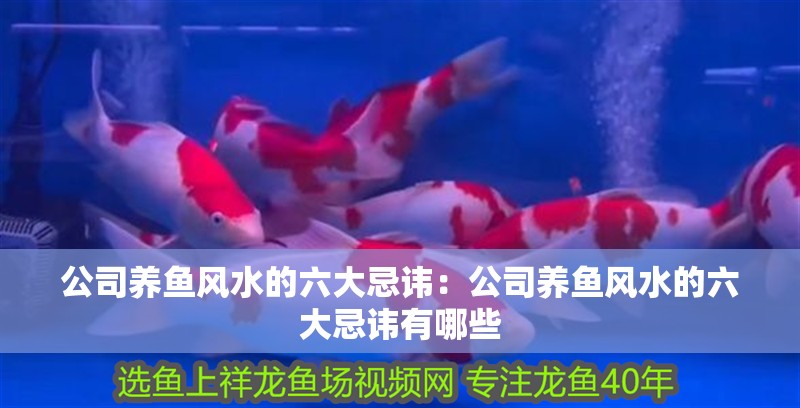 公司養魚風水的六大忌諱：公司養魚風水的六大忌諱有哪些