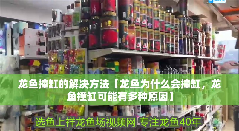 龍魚撞缸的解決方法【龍魚為什么會撞缸，龍魚撞缸可能有多種原因】