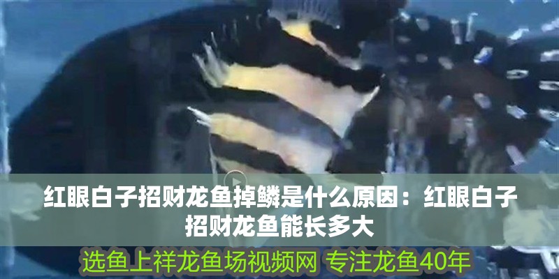 紅眼白子招財龍魚掉鱗是什么原因：紅眼白子招財龍魚能長多大
