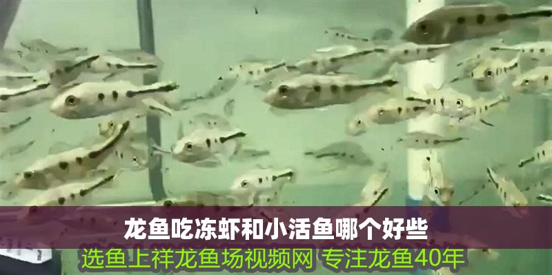 龍魚吃凍蝦和小活魚哪個好些
