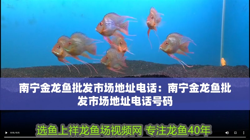 南寧金龍魚批發(fā)市場地址電話：南寧金龍魚批發(fā)市場地址電話號碼