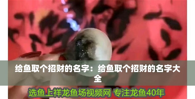 給魚取個招財的名字：給魚取個招財的名字大全
