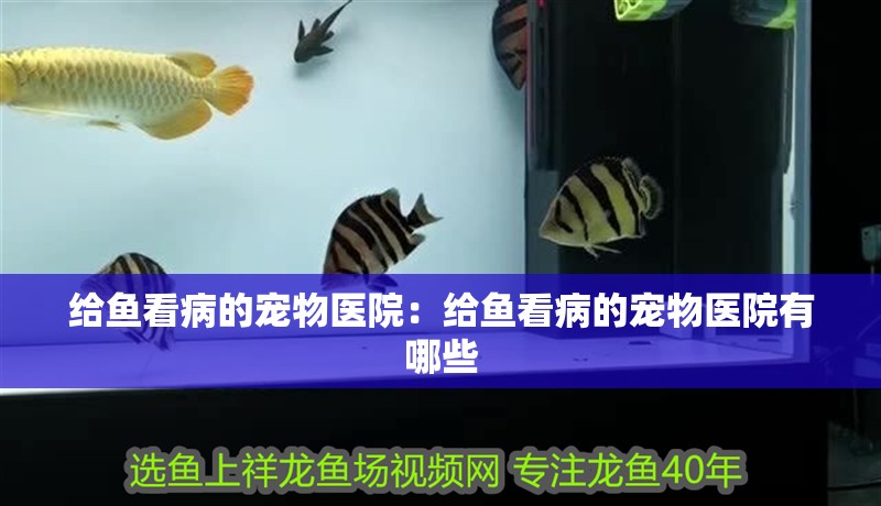 給魚看病的寵物醫院：給魚看病的寵物醫院有哪些