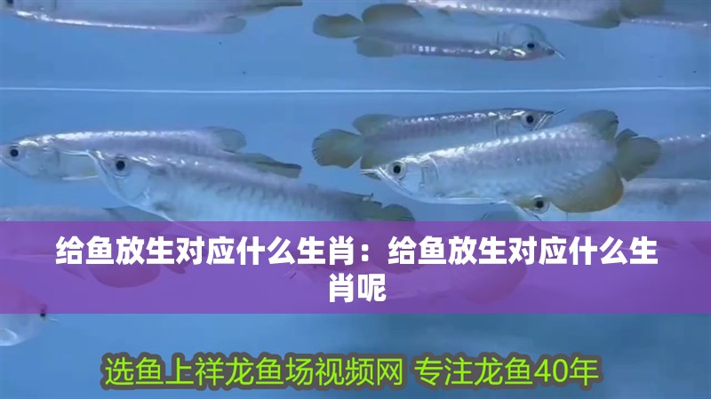 給魚放生對應(yīng)什么生肖：給魚放生對應(yīng)什么生肖呢